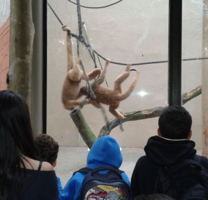 ZOO (1)